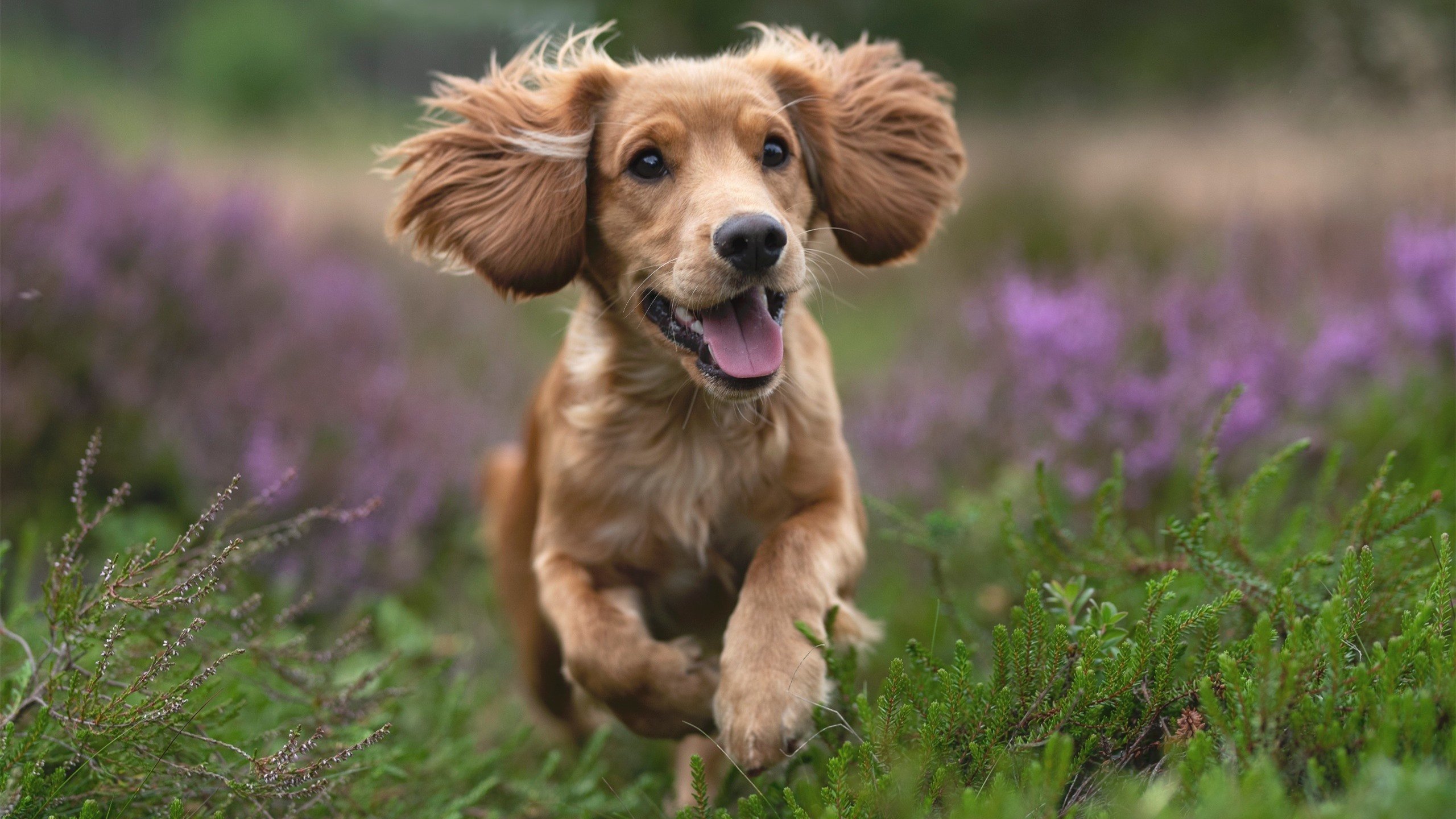 终结旧时代,ATP总决赛何以完胜戴维斯杯,梅德韦杰夫又刷新何种纪录?