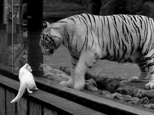 联合杯2.0，当兹维列夫的独奏，让戴维斯杯成为旧日回响