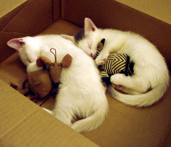 北欧神话!苏亚雷斯加时一锤定音,挪威绝境逢生力克新西兰