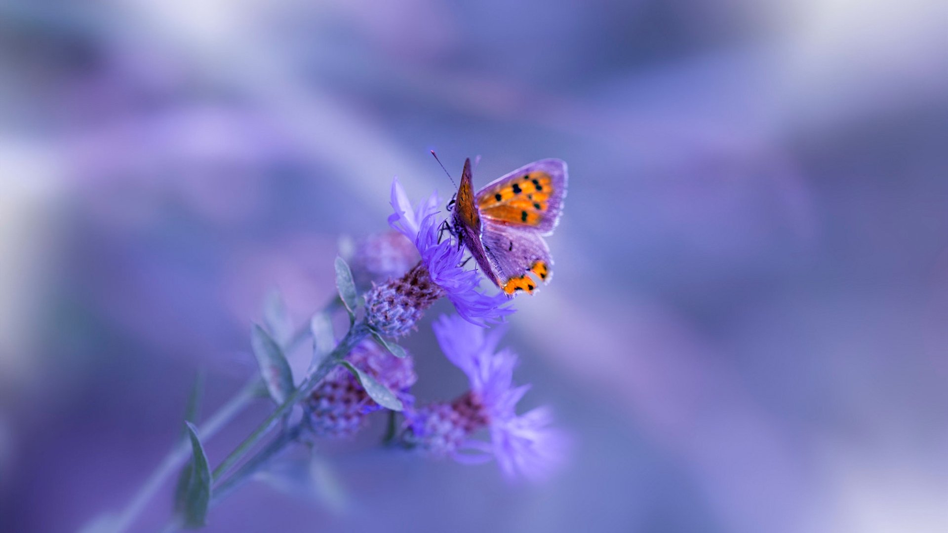 平行宇宙的球类交响曲,洪都拉斯狂胜爱尔兰,穆勒在NBA总决赛接管比赛