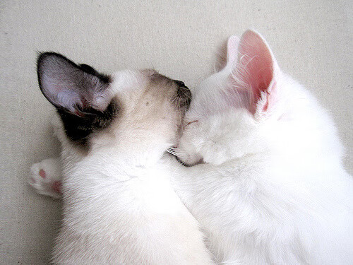 斗牛士锋芒毕露,西班牙在美加墨世界杯焦点战中制霸奥地利