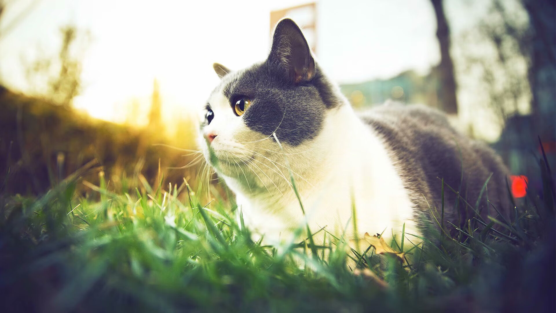 天使之翼的魔法,迪马利亚连续得分拉开差距,皇马客胜莱比锡红牛