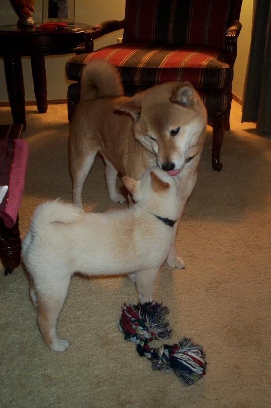 弹道学角度与艺术家的手，克莱·汤普森如何用一回合定义鹈鹕与马刺的整场鏖战