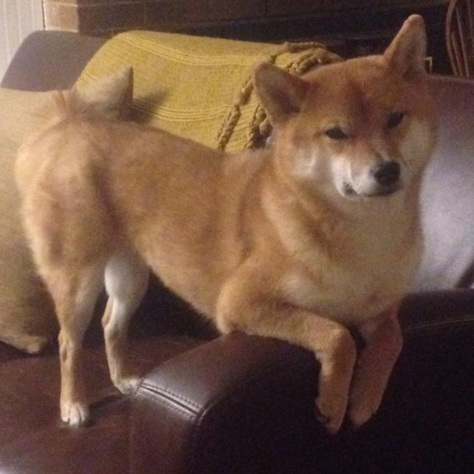 绝境范乔丹，一球定乾坤，从落选秀到关键先生的孤勇之路