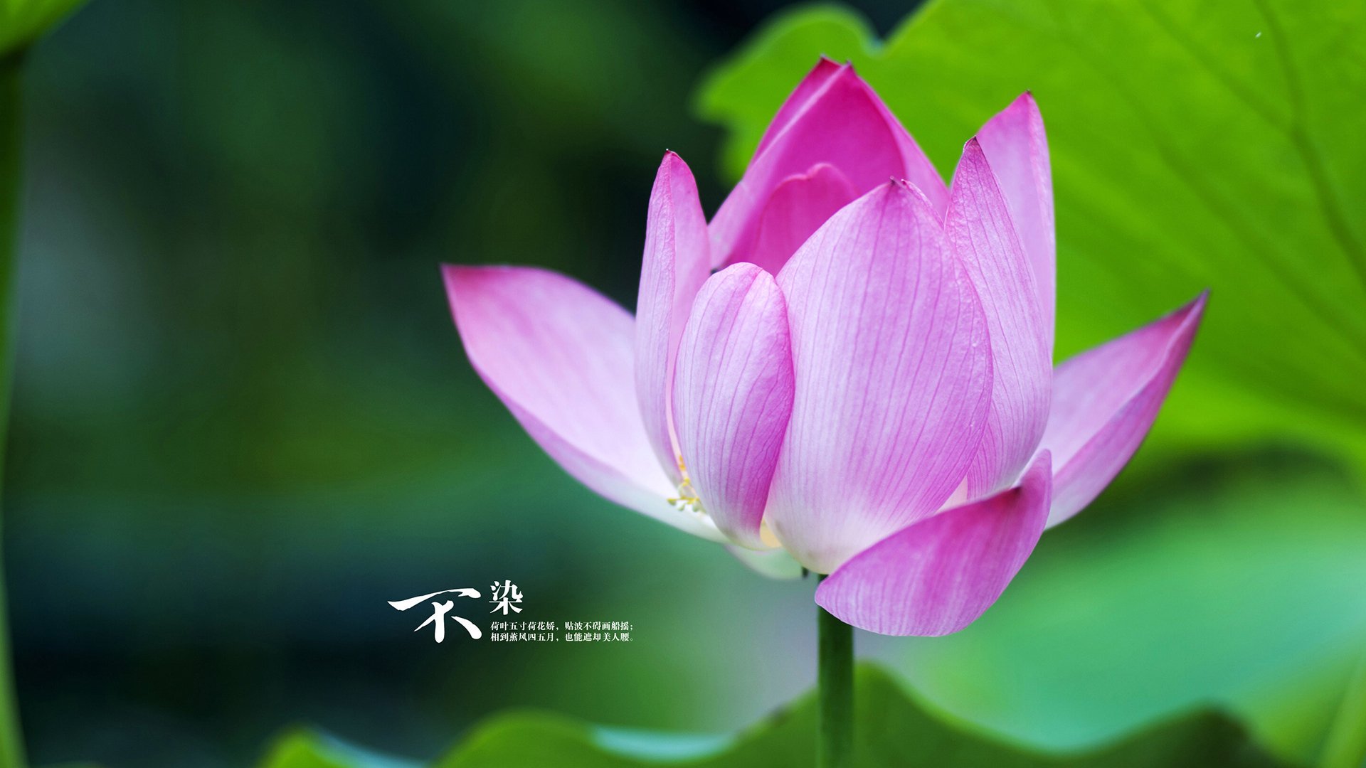 致命锁链，班凯罗三度冰封福克斯，火箭逆袭之战揭露残酷防守真谛