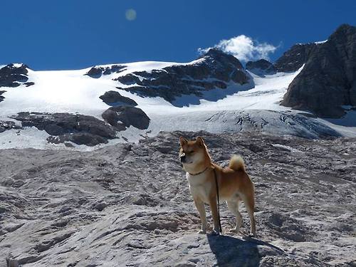 富安健洋的战术变奏，日本如何用几内亚式防守压制伊朗？